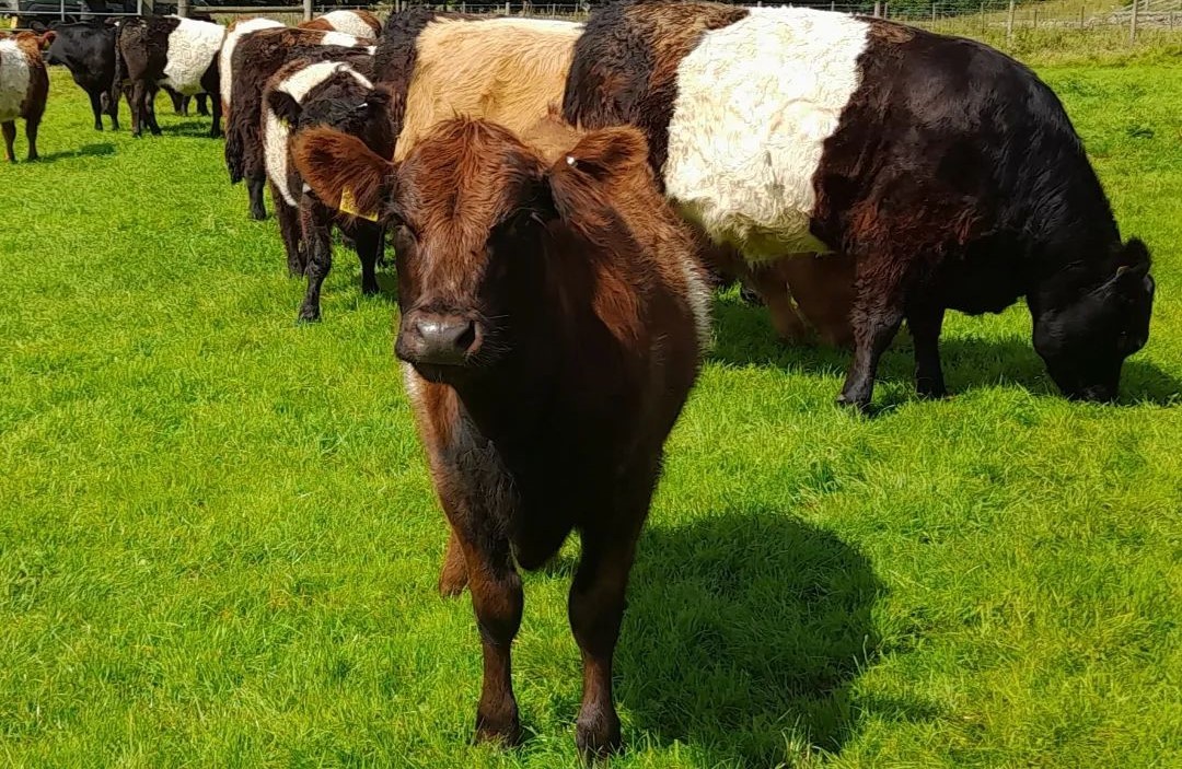 Beautiful Belted Galloway cattle for sale